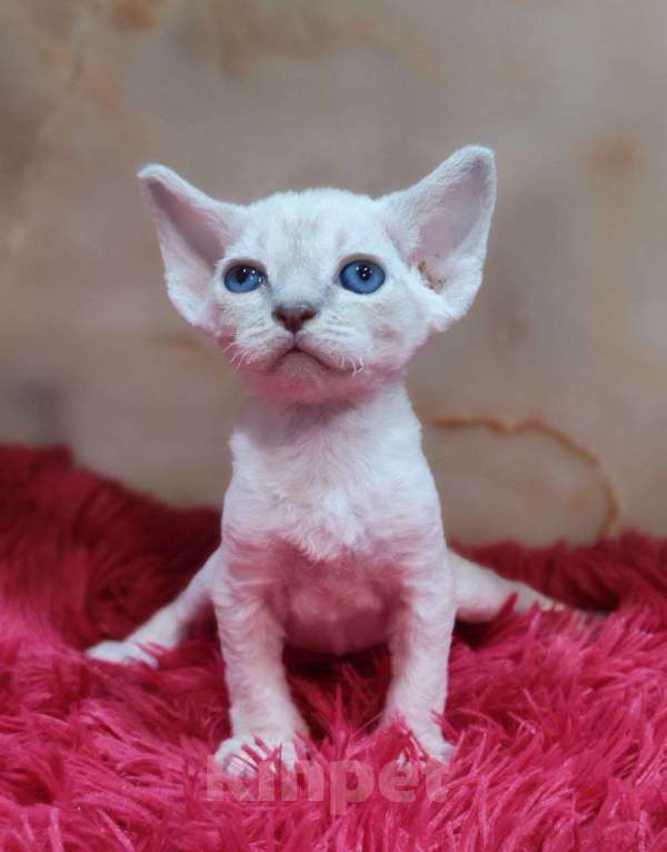 Кошки в Горячем Ключе: Котенок Девон рекс мальчик с голубыми глазами Мальчик, 60 000 руб. - фото 2