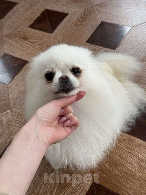 Собаки в Москве: Померанский шпиц взрослая девочка 3.5года  Девочка, 9 000 руб. - фото 4