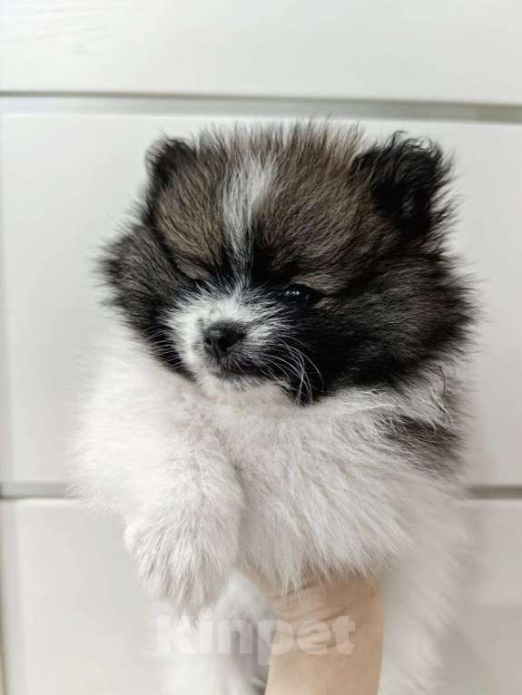 Собаки в Ярославле: Щенок померанского шпица Девочка, 28 000 руб. - фото 2