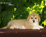 Собаки в Мытищах: Щенки вельш-корги пемброк Девочка, 60 000 руб. - фото 6