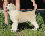 Собаки в Новосибирске: Щенки САО Алабай Девочка, 25 000 руб. - фото 2