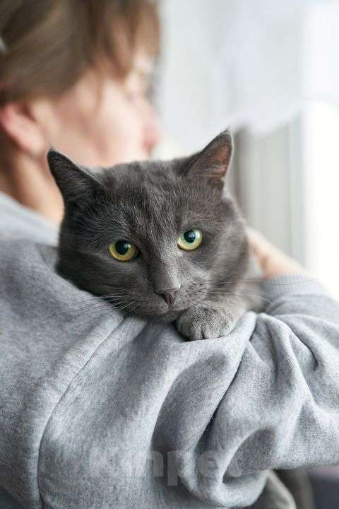 Кошки в Москве: Маффин, серый красавец с мягким сердцем ищет дом Мальчик, Бесплатно - фото 6