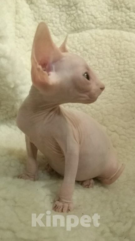 Кошки в Курске: Донской мальчик ДГГ Мальчик, 15 000 руб. - фото 8