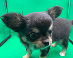 Собаки в Москве: Щенок чихуахуа, мальчик, длиношерстный.  Мальчик, 70 000 руб. - фото 10
