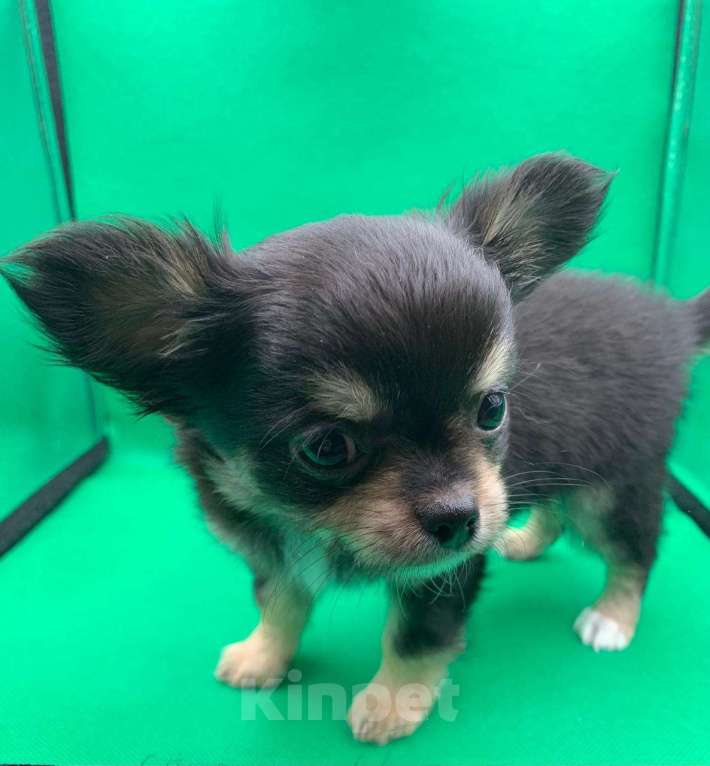 Собаки в Москве: Щенок чихуахуа, мальчик, длиношерстный.  Мальчик, 70 000 руб. - фото 10