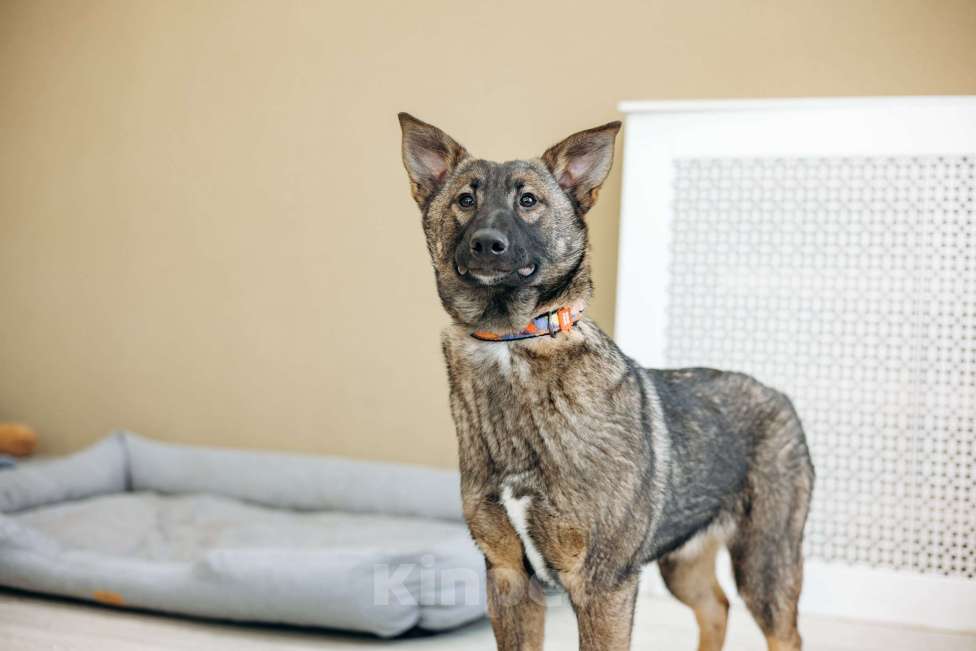 Собаки в Москве: Щенок метис бельгийкой овчарки Девочка, Бесплатно - фото 9