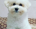 Собаки в Казани: Бишон мальчик Мальчик, Бесплатно - фото 1