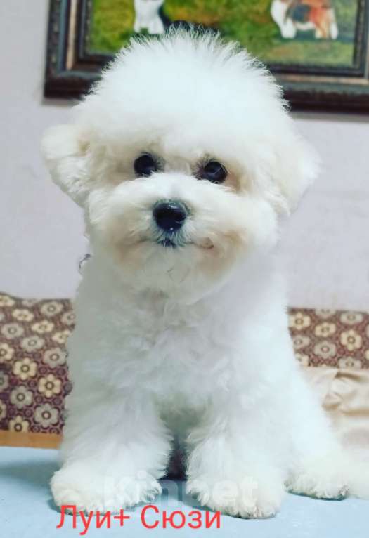 Собаки в Казани: Бишон мальчик Мальчик, Бесплатно - фото 1