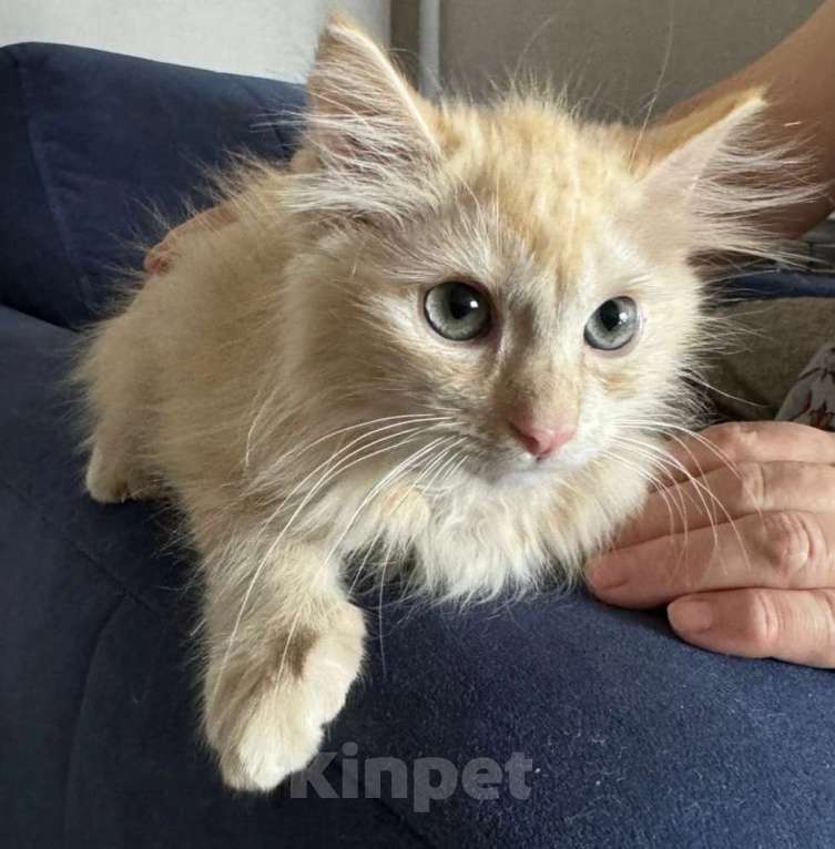 Кошки в Воронеже: Персей котенок 4 месяца ждет добрые ручки! Мальчик, Бесплатно - фото 2