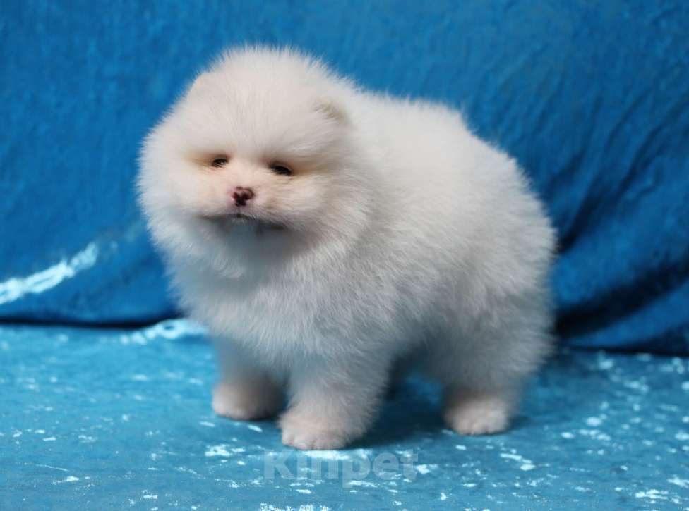 Собаки в Москве: Щенки померанского шпица Мальчик, Бесплатно - фото 3