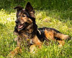 Собаки в Электростали: Рекс ищет друга Мальчик, 1 руб. - фото 9