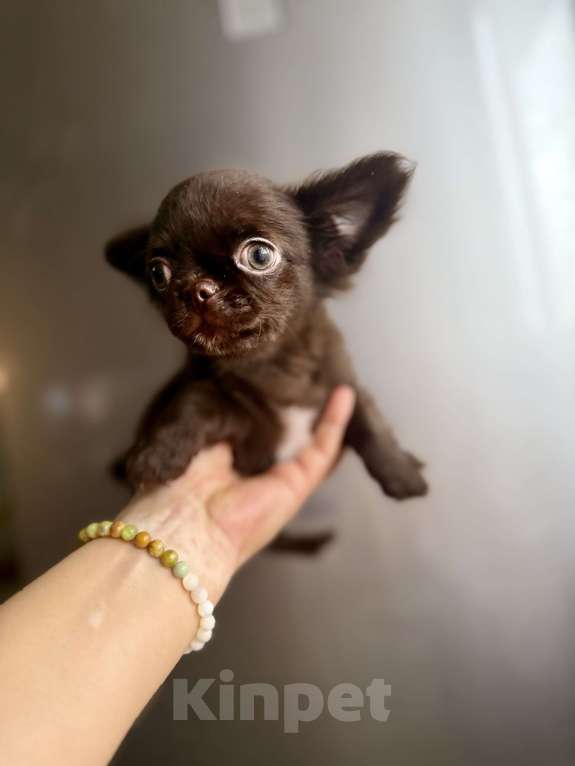 Собаки в Ростове-на-Дону: Чихуахуа мальчик Мальчик, 35 000 руб. - фото 8