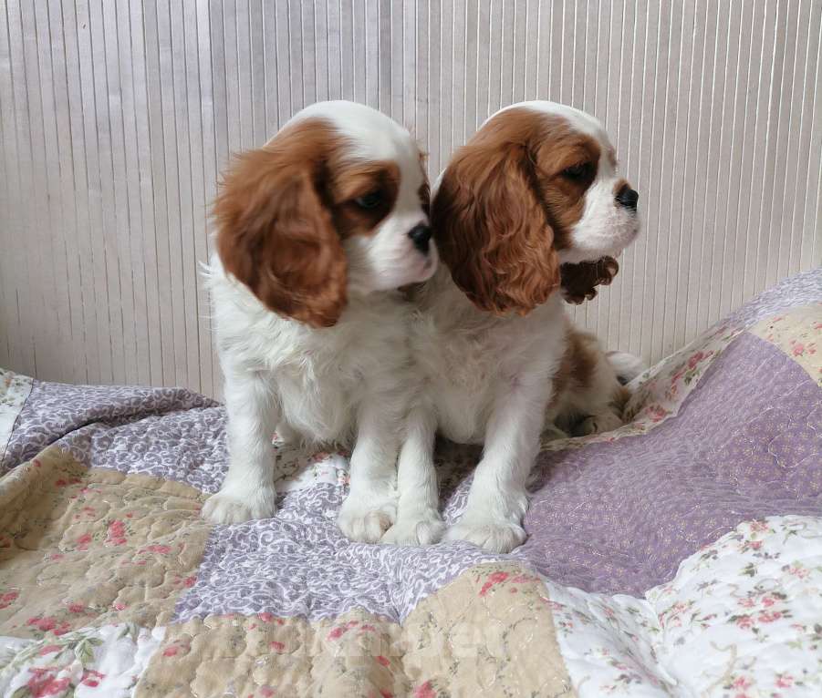 Собаки в Москве: Кавалер Кинг Чарльз спаниель 2 мес Мальч.  Мальчик, 85 000 руб. - фото 3