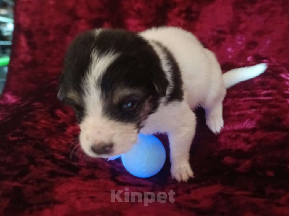 Собаки в Астрахани: Щеночек нуждается в семье и любви Девочка, Бесплатно - фото 5