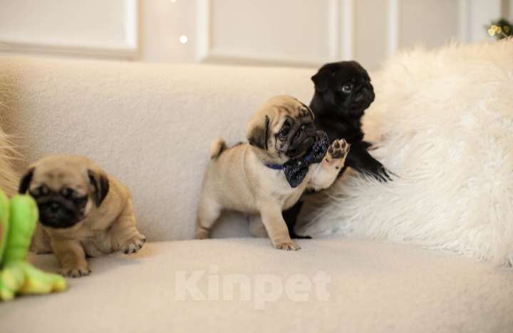 Собаки в Ростове-на-Дону: Щенок мопс Девочка, Бесплатно - фото 5