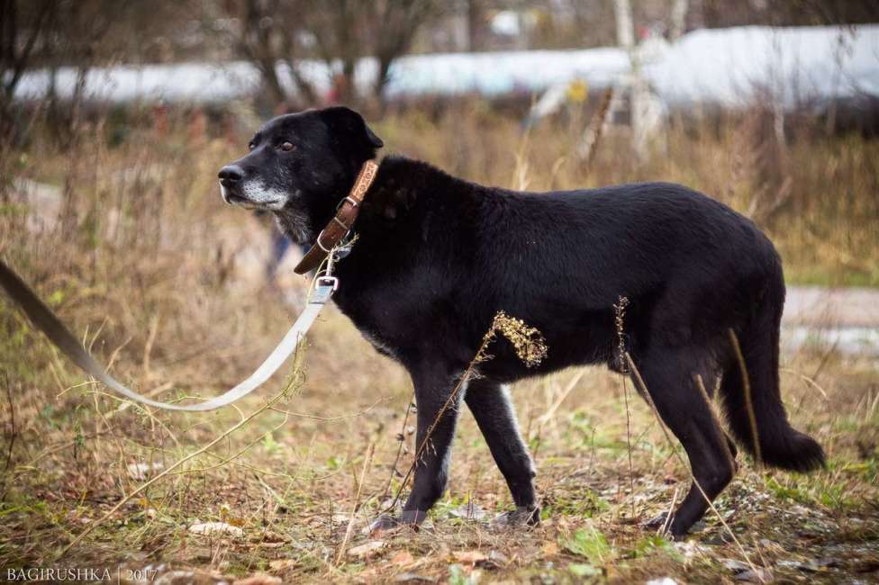Собаки в Москве: Эрвин Мальчик, Бесплатно - фото 5