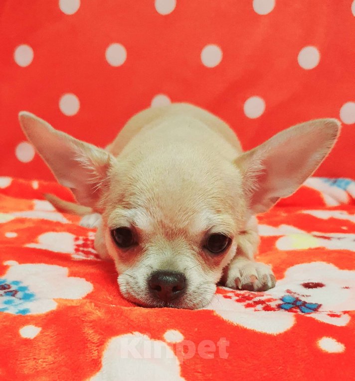 Собаки в Москве: Щенки чихуа Девочка, 30 000 руб. - фото 3