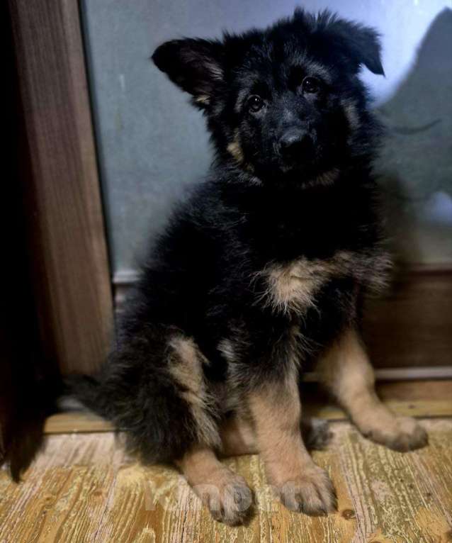 Собаки в других городах Московской области: Немецкая овчарка длинношёрстная Девочка, 55 000 руб. - фото 3