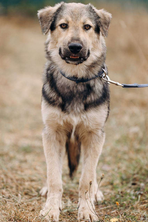 Собаки в Москве: Алмаз ищет семью,9 мес,Привит Мальчик, Бесплатно - фото 4