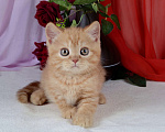 Кошки в Санкт-Петербурге: Британский солнечный котик  Мальчик, 40 000 руб. - фото 3
