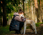 Собаки в Москве: Красавчик хаски Харт в добрые руки. Мальчик, Бесплатно - фото 3
