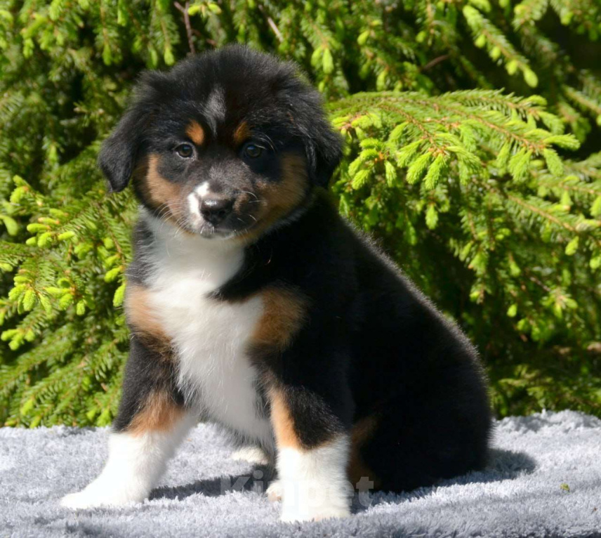 Собаки в Москве: Щенки миниатюрной Американской овчарки  Девочка, 150 000 руб. - фото 4