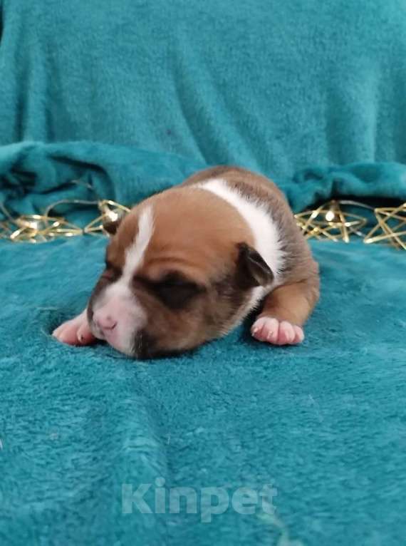 Собаки в Белгороде: Щенки американского стаффордширского терьера  Мальчик, 80 000 руб. - фото 2