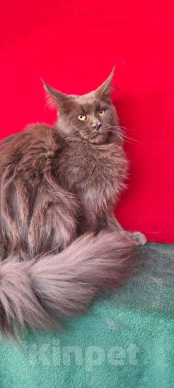 Кошки в Москве: Рыськи Девочка, 110 000 руб. - фото 7