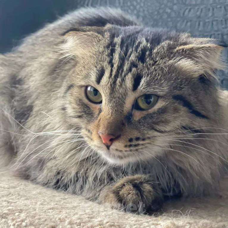 Кошки в Москве: Пушистую Гречку выкинули Девочка, Бесплатно - фото 5