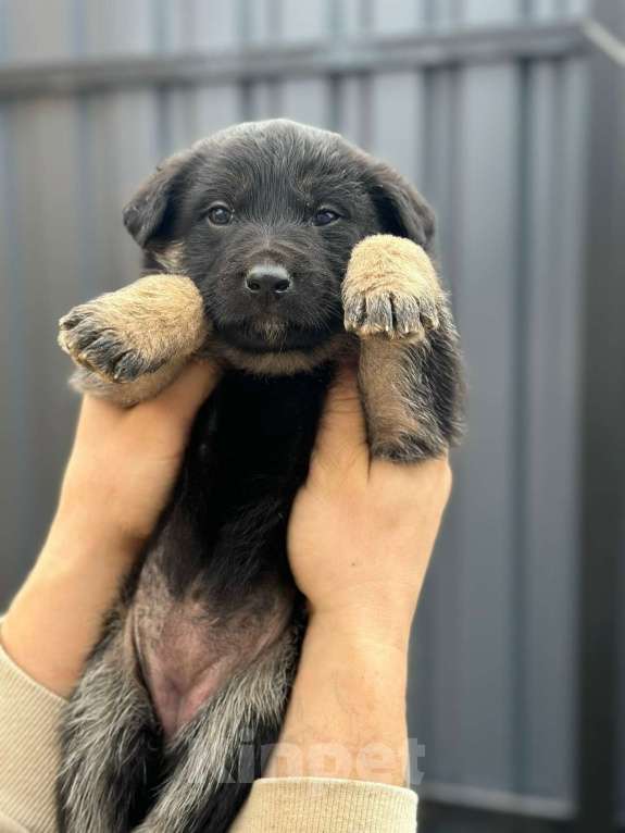 Собаки в Ногинске: Славный щенок в добрые руки Мальчик, Бесплатно - фото 2