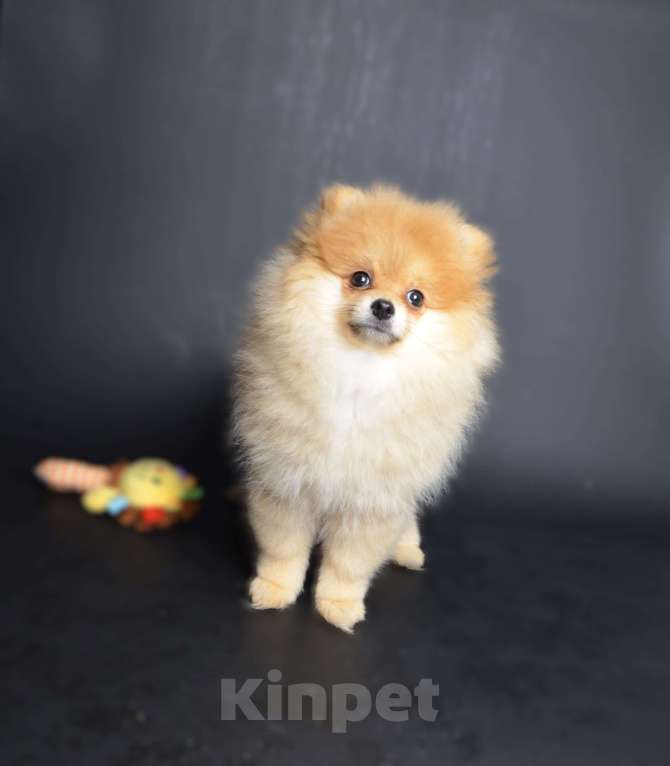 Собаки в Костроме: Щенки немецкого шпица Девочка, 23 000 руб. - фото 1