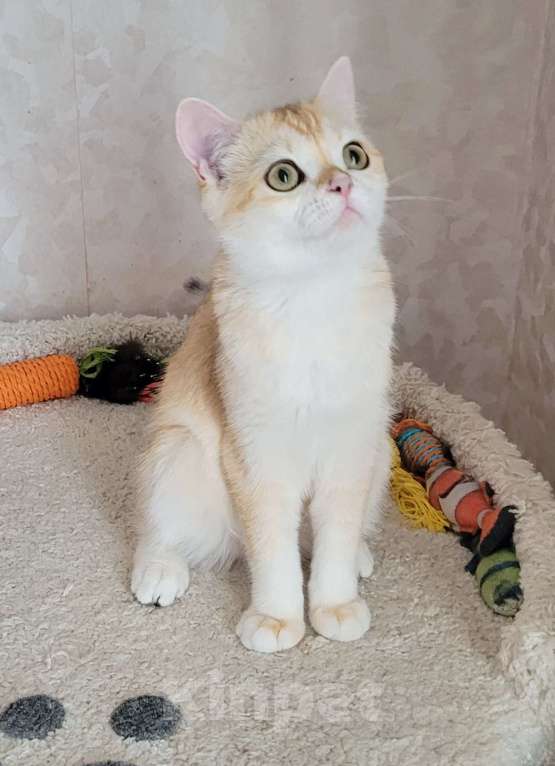 Кошки в Москве: Malvina MilkaMax  Девочка, 30 000 руб. - фото 6