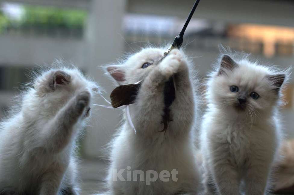 Кошки в Санкт-Петербурге: невские маскарадные котята Девочка, Бесплатно - фото 2