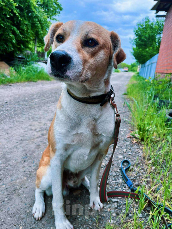 Собаки в Краснодаре: Собака в добрые руки Мальчик, Бесплатно - фото 3