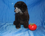 Собаки в Долгопрудном: Пуделя щенок миниатюрный сеый мальчик Мальчик, 120 000 руб. - фото 5