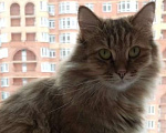 Кошки в Одинцово: Скромница Софа ищет новый дом Девочка, Бесплатно - фото 3