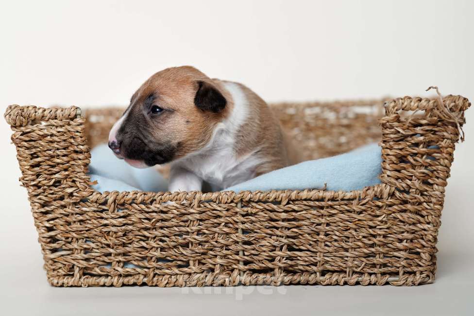 Собаки в Москве: Миниатюрный бультерьер Мальчик, Бесплатно - фото 2