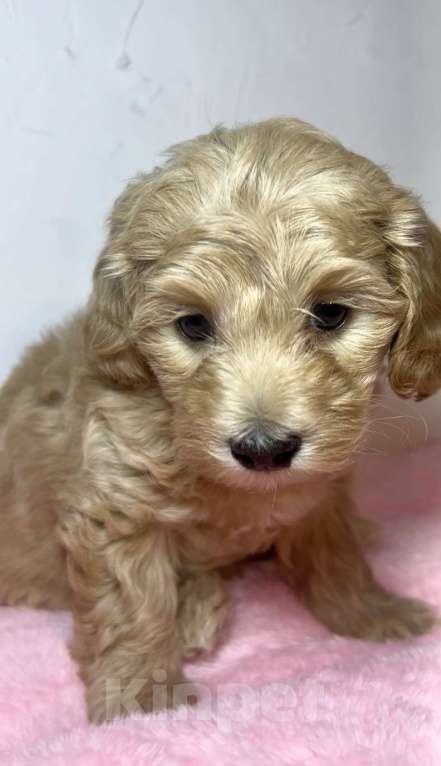 Собаки в Новосибирске: Мальтипу F1 Девочка, 150 000 руб. - фото 2