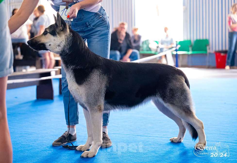 Собаки в Красноярске: Щенок ВЕО Нелли Голд Девочка, Бесплатно - фото 5