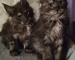 Кошки в Рошале: Котята Мейн-Кун Мальчик, 25 000 руб. - фото 1