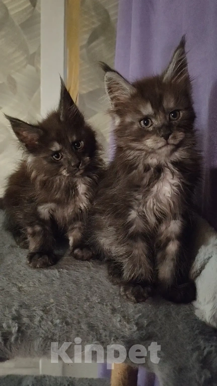 Кошки в Рошале: Котята Мейн-Кун Мальчик, 25 000 руб. - фото 1