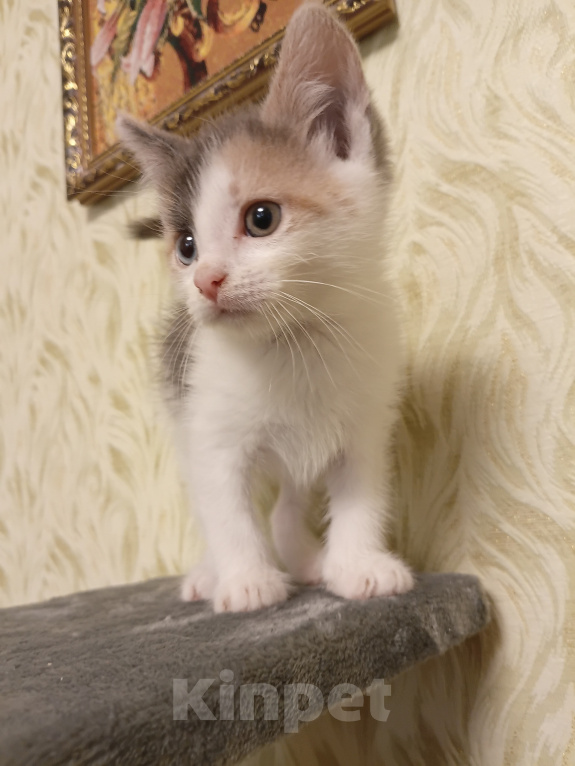 Кошки в других городах Московской области: Котенок, ласковый вопреки всему 💔 Мальчик, Бесплатно - фото 1
