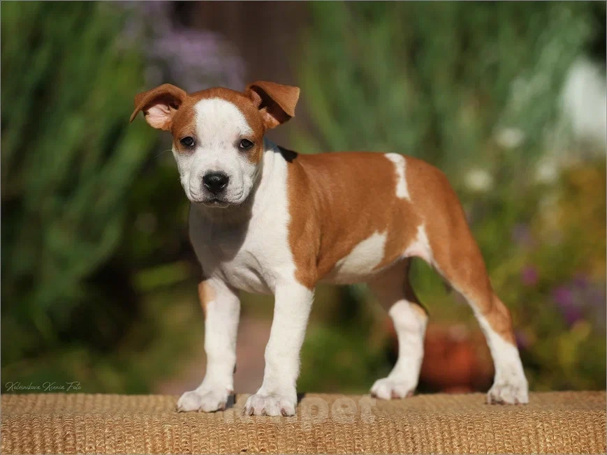 Собаки в Самаре: Породные щенки АСТ из питомника Девочка, 40 000 руб. - фото 3