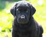 Собаки в Нижнем Новгороде: Щенки черного окраса Мальчик, 35 000 руб. - фото 1