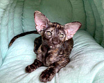Кошки в Краснодаре: Прекрасный ориентальный котенок Девочка, 44 999 руб. - фото 3