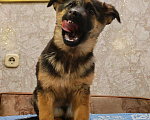 Собаки в Иркутске: Щенки немецкой овчарки  Девочка, 25 000 руб. - фото 2