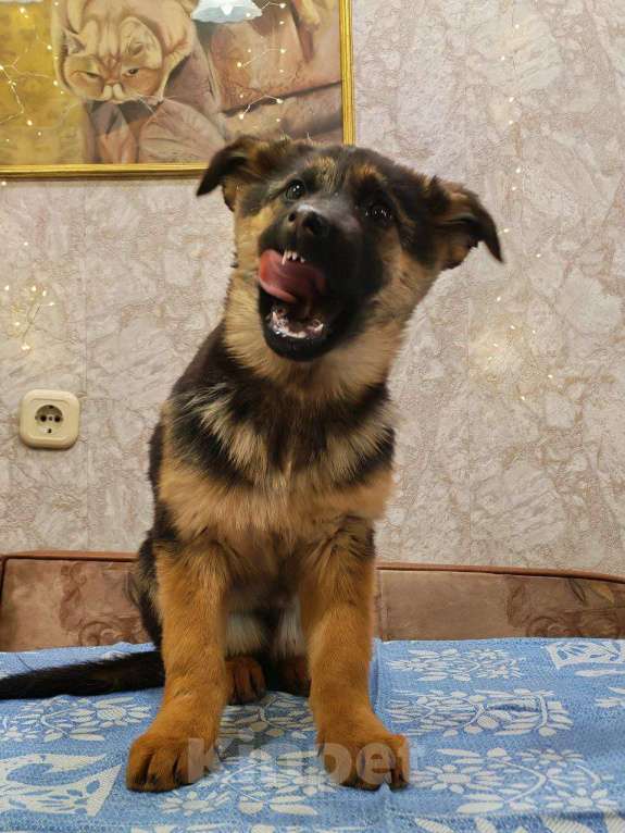 Собаки в Иркутске: Щенки немецкой овчарки  Девочка, 25 000 руб. - фото 2