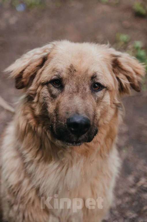 Собаки в Москве: Саймон ищет дом Мальчик, Бесплатно - фото 2