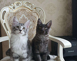 Кошки в Москве: Котята мейн кун 2 кота, 35 000 руб. - фото 2