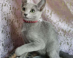 Кошки в Ливны: Котенок русский голубой. Породистые котята, 45 000 руб. - фото 3
